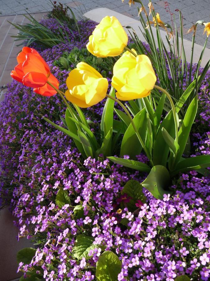 Bed and Breakfast Les Aubretias Fenay Екстер'єр фото